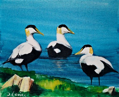 Eiders<br>Acrylique sur toile<br>Format: 12P<br>Année: 2003