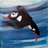 Macareux en vol - Acrylique sur toile - Format: 70x70 - Année: 2004