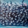 Envol 1 - Acrylique sur toile - Format: 70x70 - Année: 2004